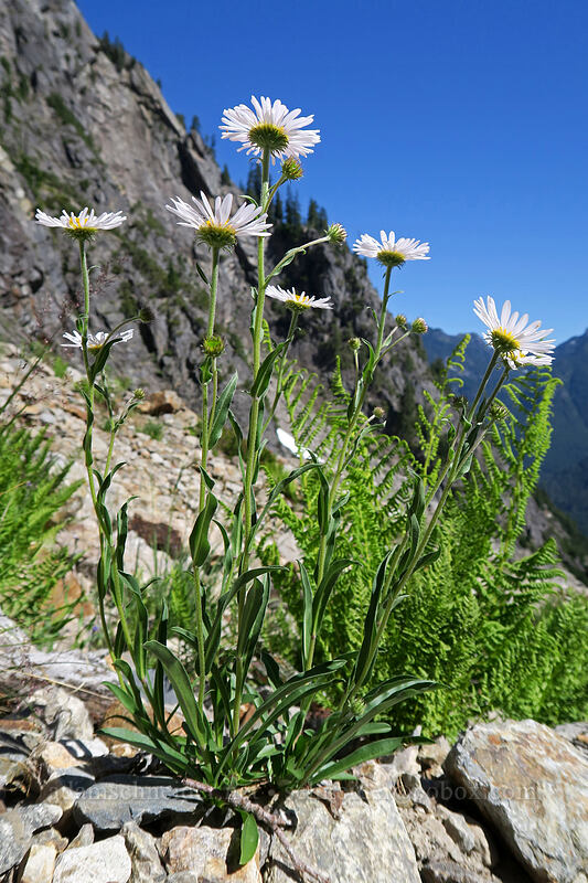 subalpine fleabane (Erigeron glacialis var. glacialis) [Sunrise Mine Trail, Morning Star NRCA, Snohomish County, Washington]