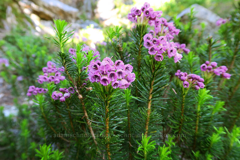 pink mountain heather (Phyllodoce empetriformis) [Sunrise Mine Trail, Morning Star NRCA, Snohomish County, Washington]