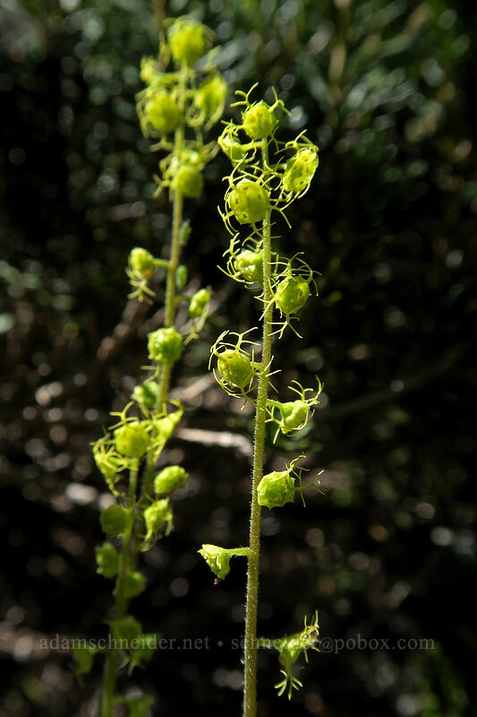 Brewer's mitrewort (Brewerimitella breweri (Pectiantia breweri) (Mitella breweri)) [Sunrise Mine Trail, Morning Star NRCA, Snohomish County, Washington]