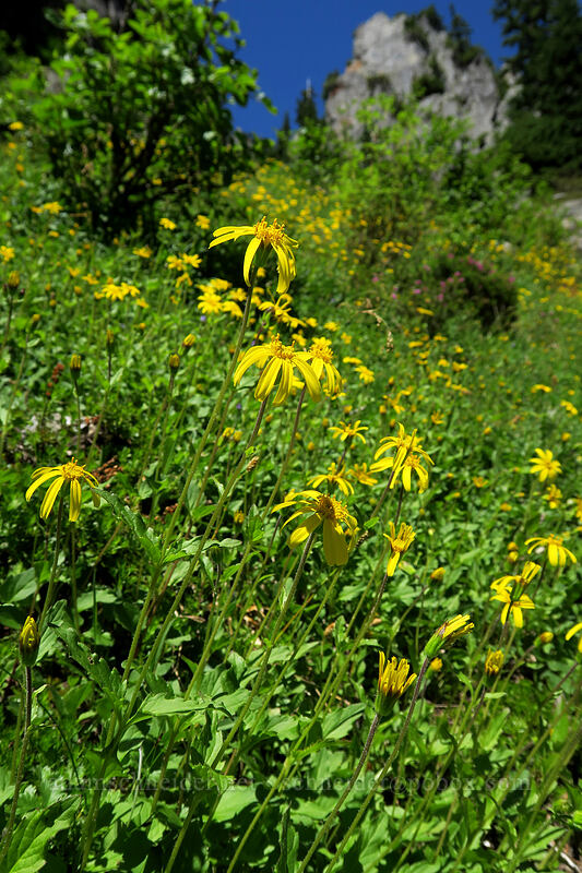 mountain arnica (Arnica latifolia) [Sunrise Mine Trail, Morning Star NRCA, Snohomish County, Washington]