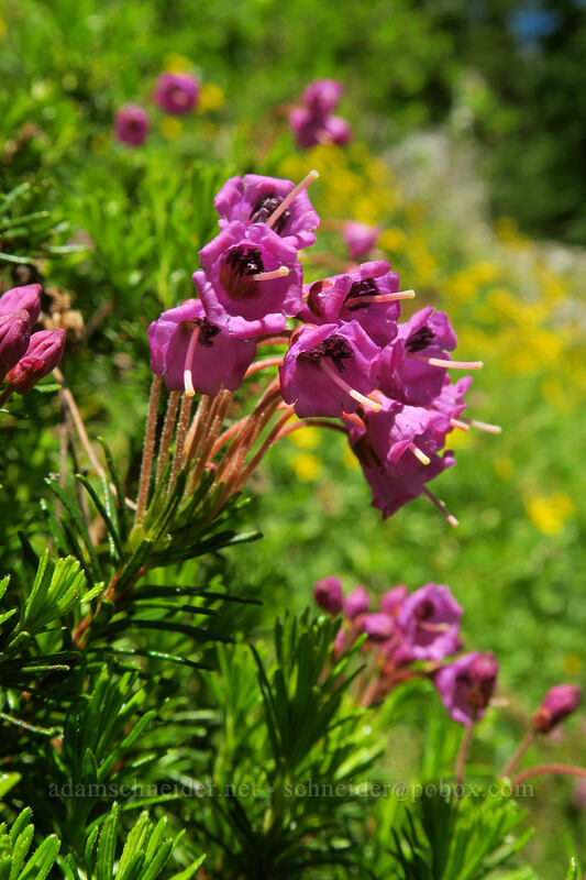 pink mountain heather (Phyllodoce empetriformis) [Sunrise Mine Trail, Morning Star NRCA, Snohomish County, Washington]