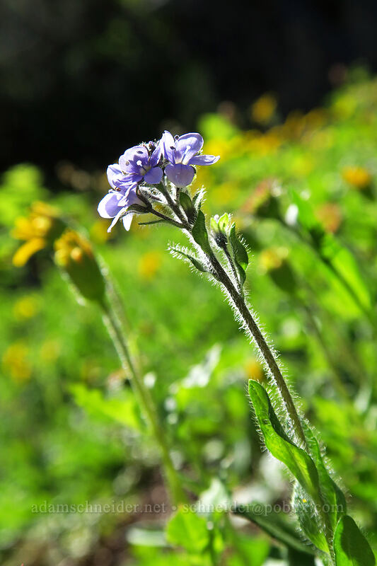 alpine speedwell (Veronica wormskjoldii) [Sunrise Mine Trail, Morning Star NRCA, Snohomish County, Washington]