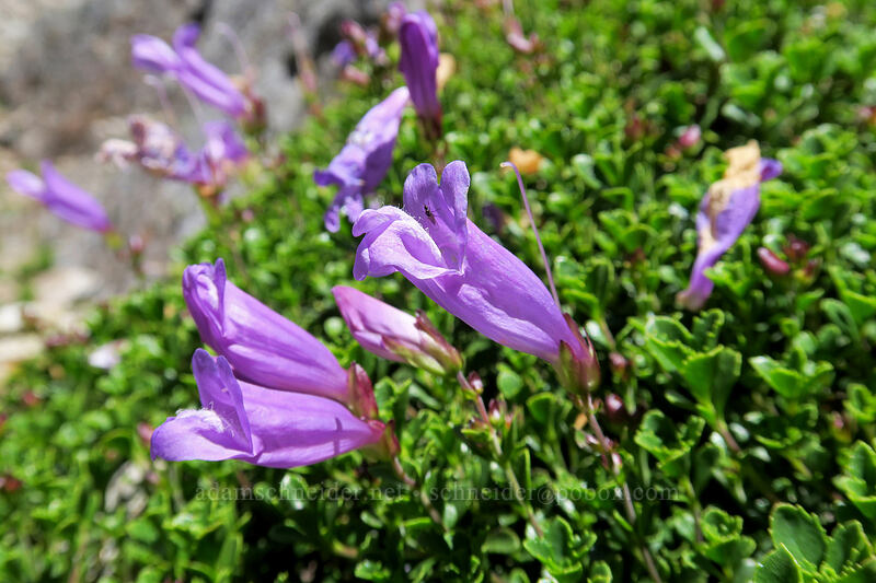Davidson's penstemon (Penstemon davidsonii) [Sunrise Mine Trail, Morning Star NRCA, Snohomish County, Washington]