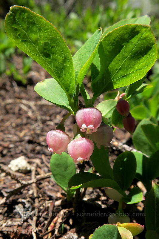 Cascade blueberry (blue-leaf huckleberry) (Vaccinium deliciosum) [Vesper Peak, Mount Baker-Snoqualmie National Forest, Snohomish County, Washington]