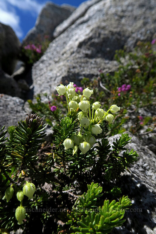 yellow mountain heather (Phyllodoce glanduliflora) [Vesper Peak summit, Mount Baker-Snoqualmie National Forest, Snohomish County, Washington]