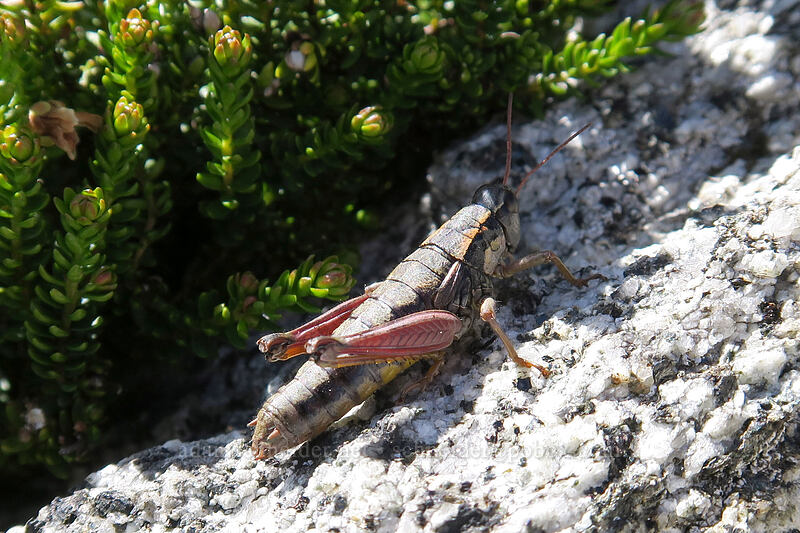 Cascade timberline grasshopper (Prumnacris rainierensis) [Vesper Peak summit, Mount Baker-Snoqualmie National Forest, Snohomish County, Washington]