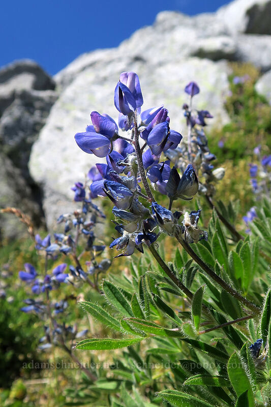 lupine (Lupinus latifolius) [Vesper Peak summit, Mount Baker-Snoqualmie National Forest, Snohomish County, Washington]