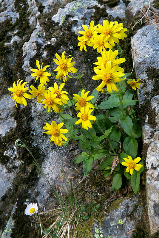 mountain arnica (Arnica latifolia) [Sunrise Mine Trail, Morning Star NRCA, Snohomish County, Washington]