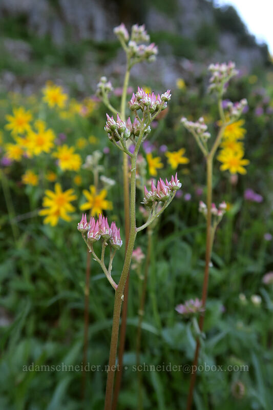 leather-leaf saxifrage (Leptarrhena pyrolifolia (Saxifraga pyrolifolia)) [Sunrise Mine Trail, Morning Star NRCA, Snohomish County, Washington]