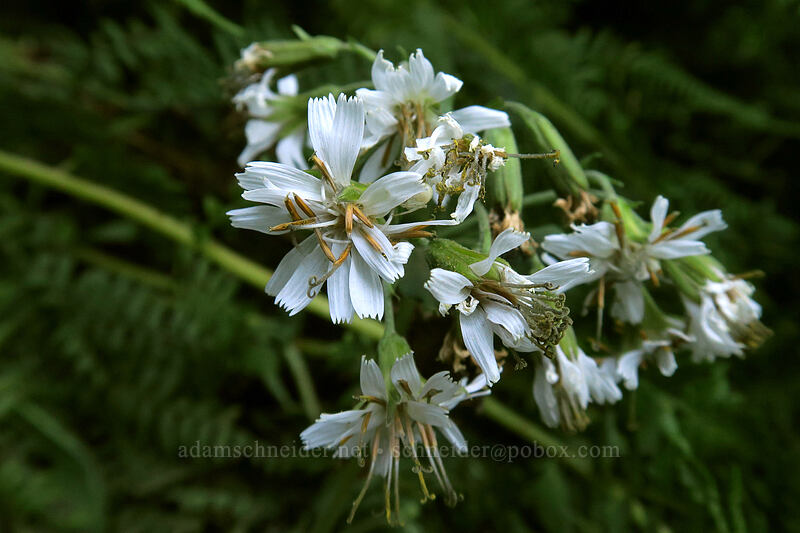 western rattlesnake-root (Prenanthes alata (Nabalus alatus)) [Sunrise Mine Trail, Mount Baker-Snoqualmie National Forest, Snohomish County, Washington]