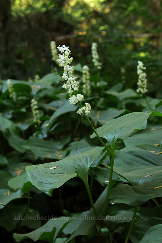 false lily-of-the-valley (Maianthemum dilatatum) [Mount Pilchuck Trail, Mount Pilchuck State Park, Snohomish County, Washington]