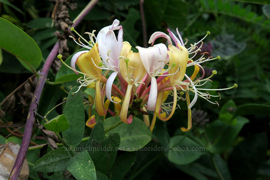 non-native honeysuckle (Lonicera sp.) [Rialto Beach, Olympic National Park, Clallam County, Washington]