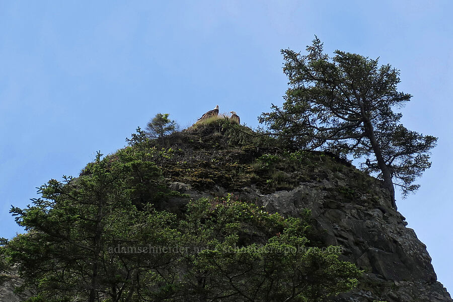 pair of bald eagles (Haliaeetus leucocephalus) [Rialto Beach, Olympic National Park, Clallam County, Washington]