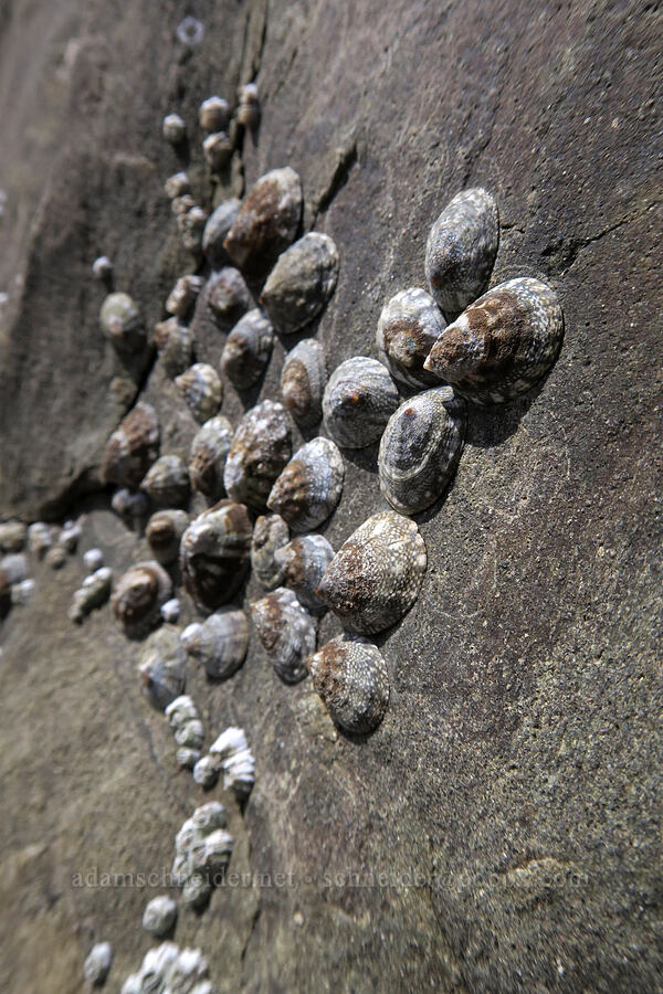 limpets [Rialto Beach, Olympic National Park, Clallam County, Washington]