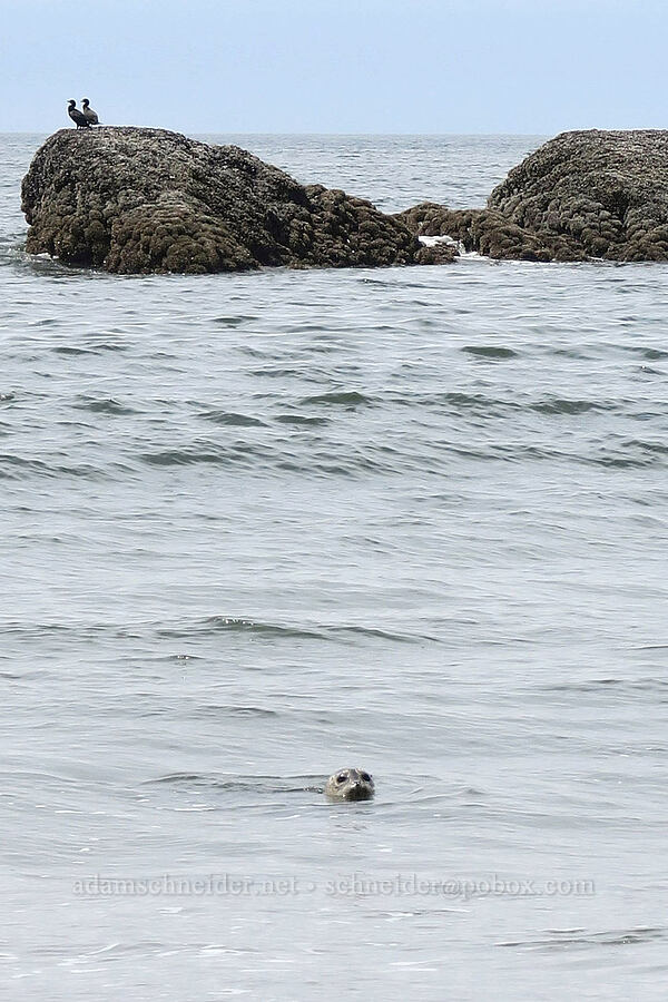harbor seal (Phoca vitulina) [Rialto Beach, Olympic National Park, Clallam County, Washington]