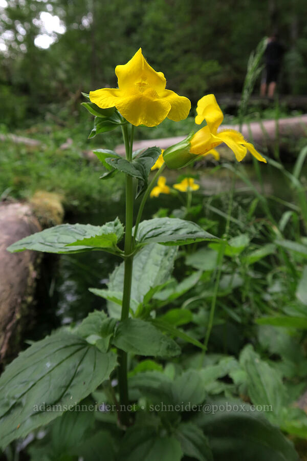 tooth-leaved monkeyflower (Erythranthe dentata (Mimulus dentatus)) [Hoh Rain Forest, Olympic National Park, Jefferson County, Washington]