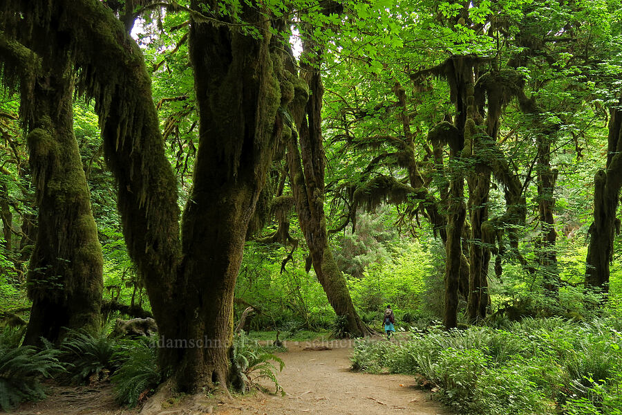 moss-covered big-leaf maples (Acer macrophyllum) [Hall of Mosses Trail, Olympic National Park, Jefferson County, Washington]