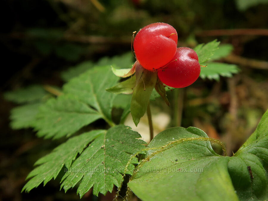 strawberry-leaf bramble berries (Rubus pedatus) [Spruce Nature Trail, Olympic National Park, Jefferson County, Washington]