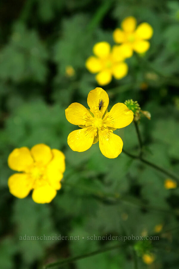 buttercups (Ranunculus sp.) [Spruce Nature Trail, Olympic National Park, Jefferson County, Washington]