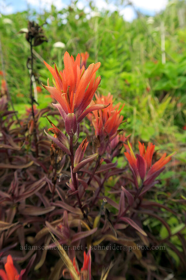 Dixon's paintbrush (Castilleja miniata var. dixonii) [Ruby Beach, Olympic National Park, Jefferson County, Washington]