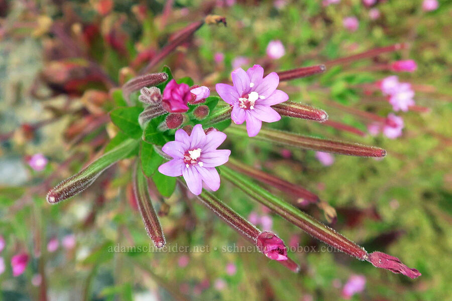 common willow-herb (Epilobium ciliatum) [Ruby Beach, Olympic National Park, Jefferson County, Washington]
