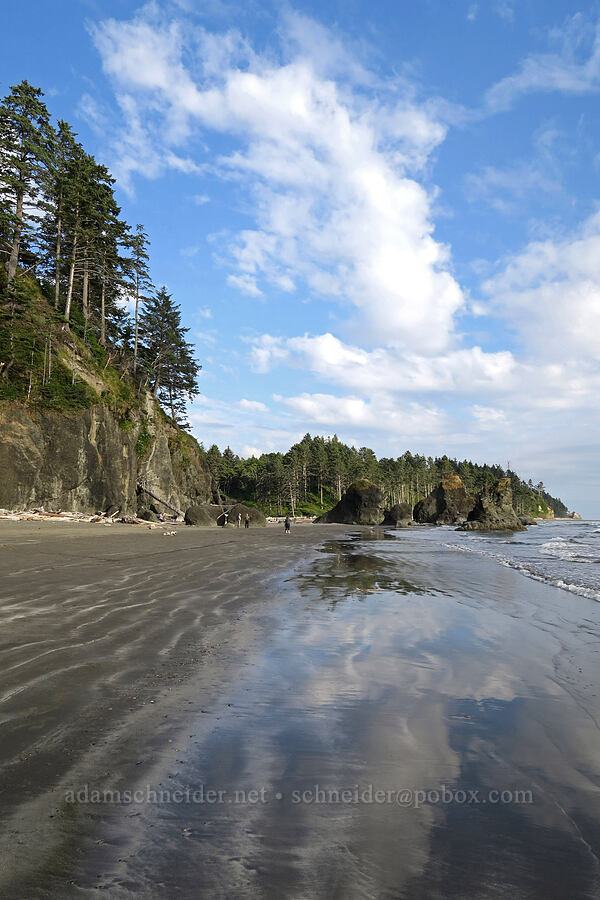 Sitka spruces & sea stacks [Ruby Beach, Olympic National Park, Jefferson County, Washington]