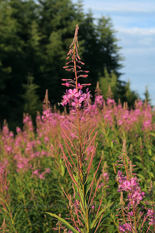fireweed (Chamerion angustifolium (Epilobium angustifolium)) [U.S. Highway 101, Quinalt Indian Reservation, Grays Harbor County, Washington]