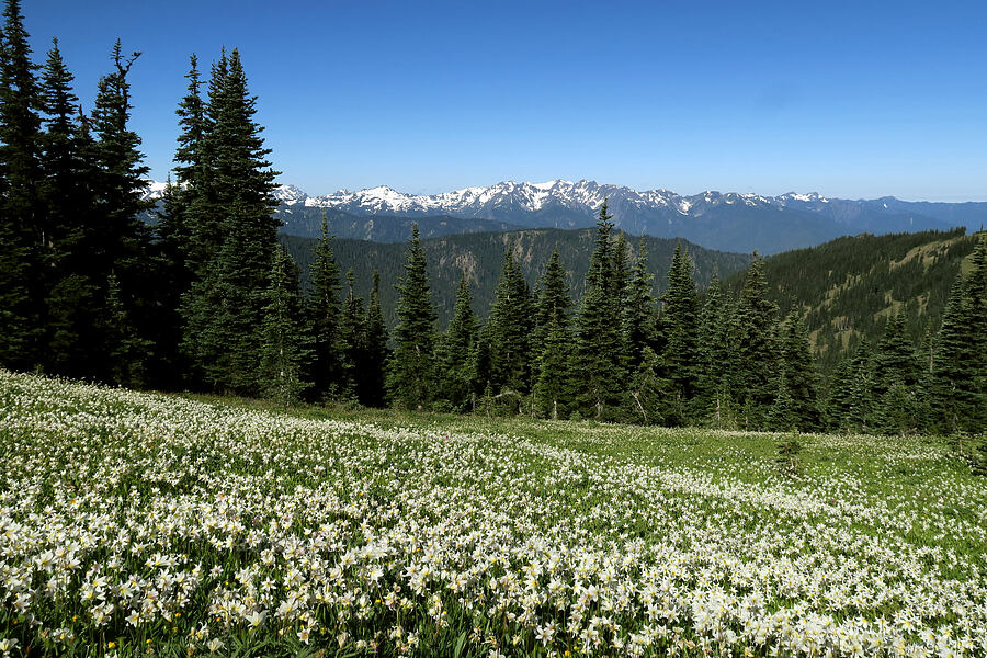 avalanche lilies (Erythronium montanum) [Obstruction Point Road, Olympic National Park, Clallam County, Washington]