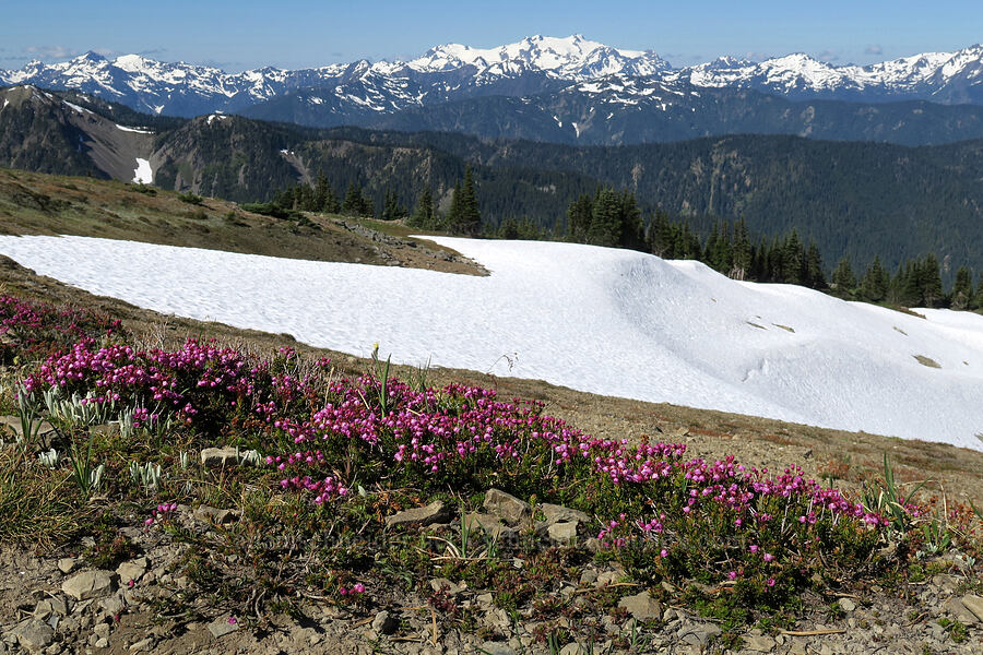 pink mountain heather (Phyllodoce empetriformis) [Grand Pass Trail, Olympic National Park, Clallam County, Washington]