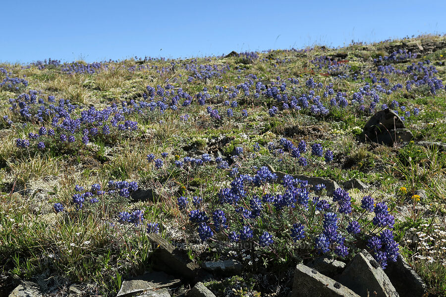 dwarf lupines (Lupinus lepidus var. lobbii) [Grand Pass Trail, Olympic National Park, Clallam County, Washington]