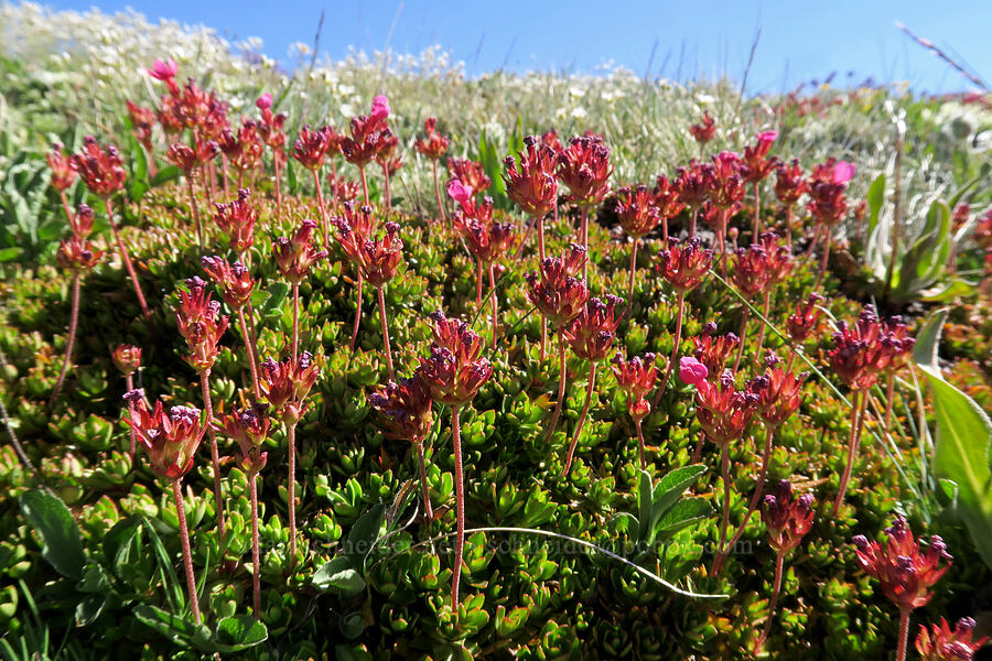 smooth douglasia (cliff dwarf-primrose) (Douglasia laevigata (Androsace laevigata)) [Grand Pass Trail, Olympic National Park, Clallam County, Washington]