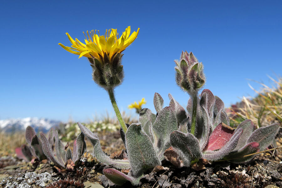 shaggy-head agoseris, blooming and budding (Agoseris glauca var. dasycephala) [Grand Pass Trail, Olympic National Park, Clallam County, Washington]