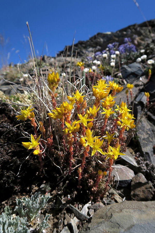 stonecrop (Sedum sp.) [Grand Pass Trail, Olympic National Park, Clallam County, Washington]