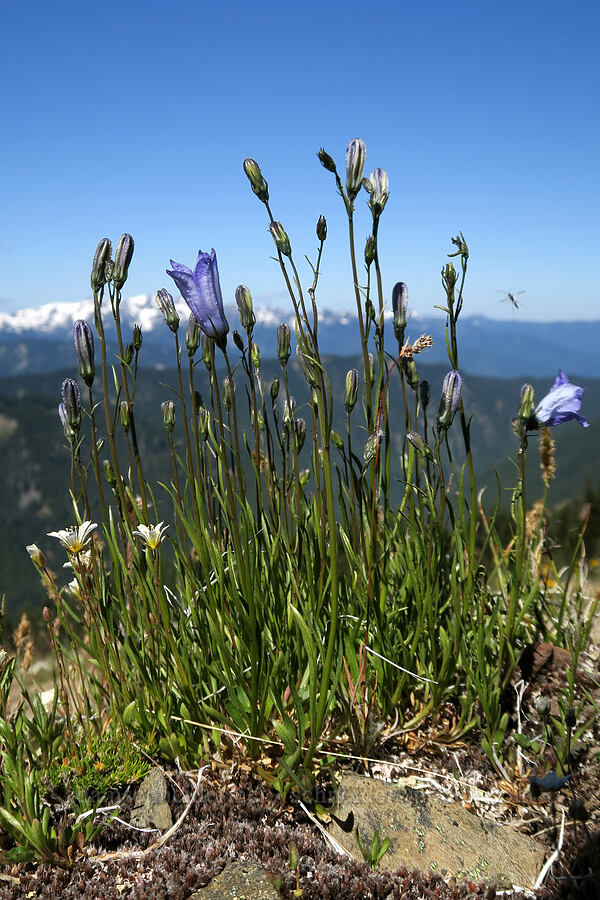 harebells (Campanula petiolata (Campanula rotundifolia)) [Grand Pass Trail, Olympic National Park, Clallam County, Washington]