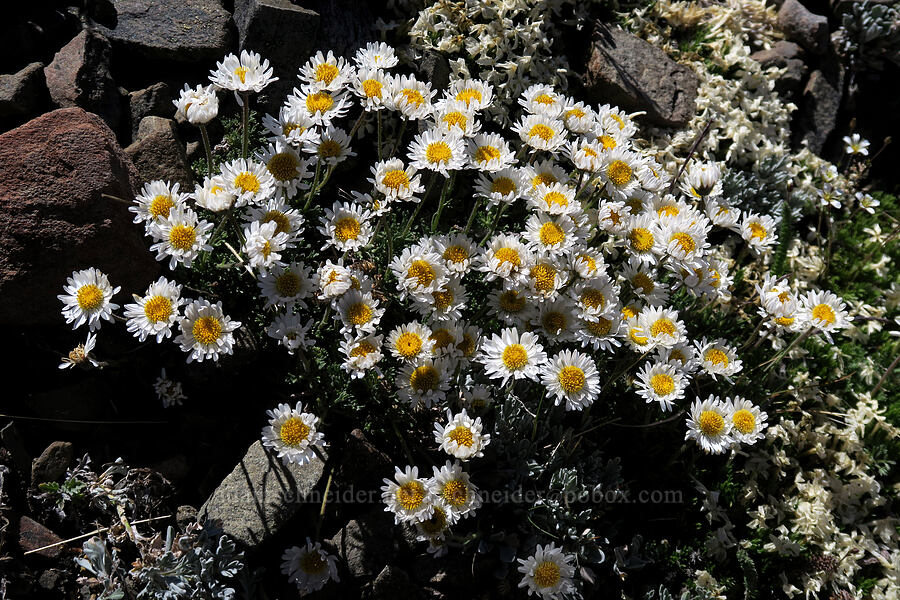 cut-leaf fleabane (Erigeron compositus) [Grand Pass Trail, Olympic National Park, Clallam County, Washington]
