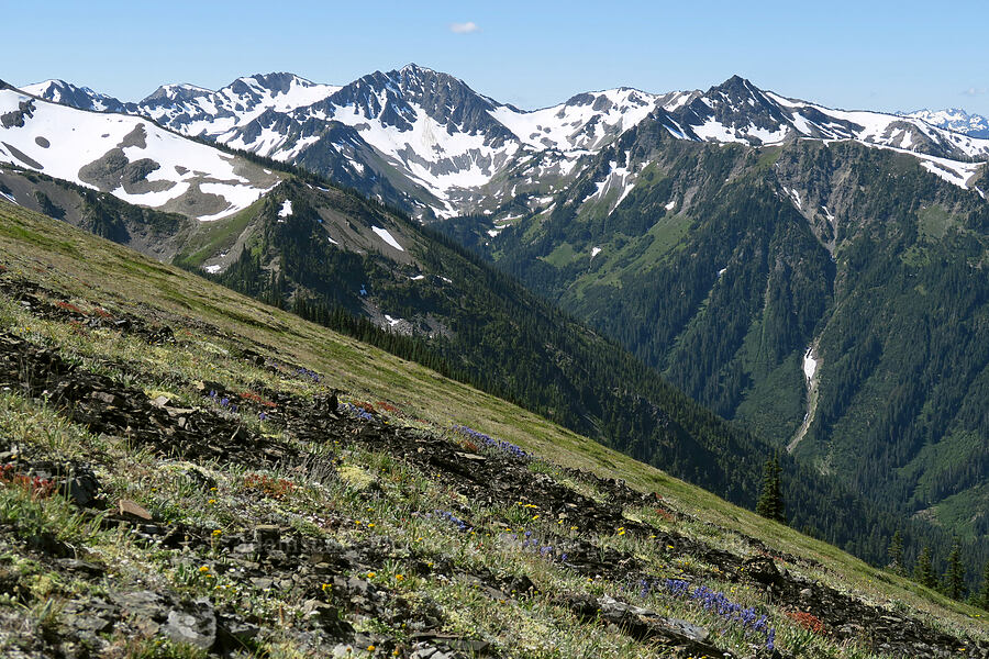McCartney Peak [Grand Pass Trail, Olympic National Park, Clallam County, Washington]