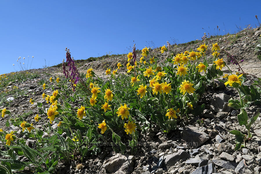 slender arnica (Arnica gracilis) [Grand Pass Trail, Olympic National Park, Clallam County, Washington]
