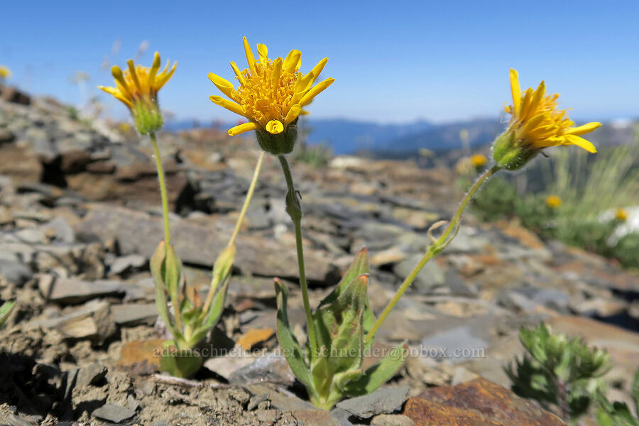 hairy arnica (Arnica mollis) [Peak 6536, Olympic National Park, Clallam County, Washington]