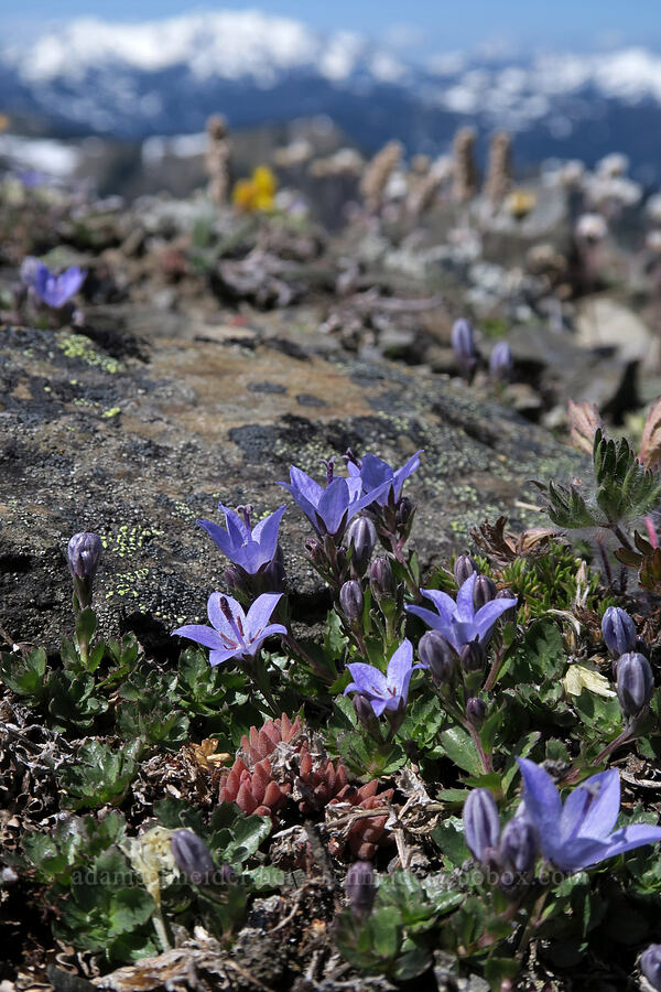 Olympic harebell (bellflower) (Campanula piperi) [Peak 6536, Olympic National Park, Clallam County, Washington]