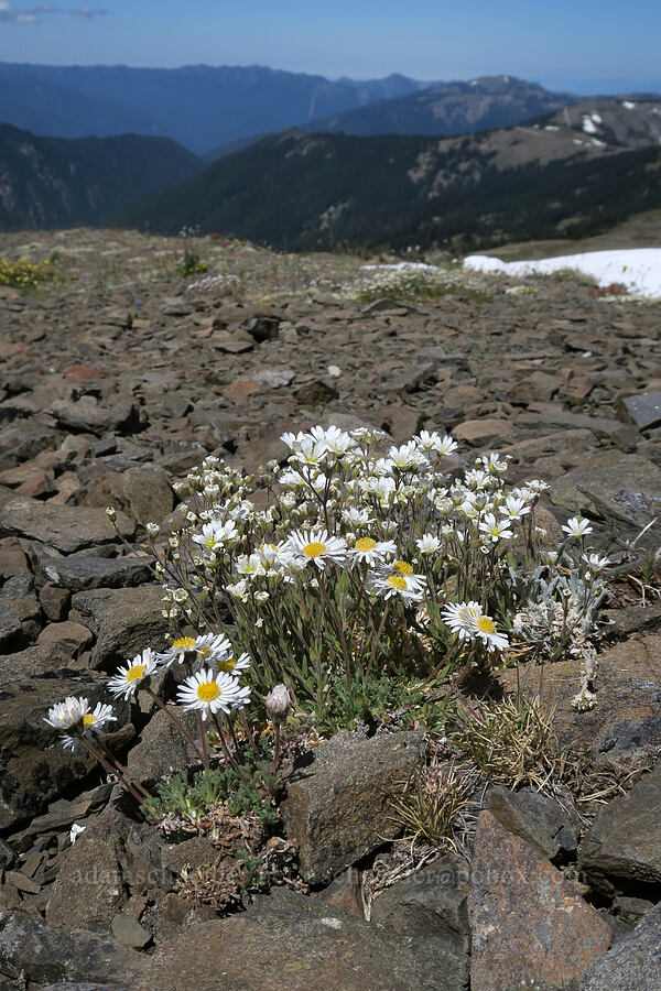 cut-leaf daisies & chickweed (Erigeron compositus, Cerastium arvense ssp. strictum) [Peak 6536, Olympic National Park, Clallam County, Washington]