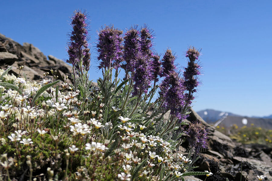 silky phacelia (Phacelia sericea) [Peak 6536, Olympic National Park, Clallam County, Washington]