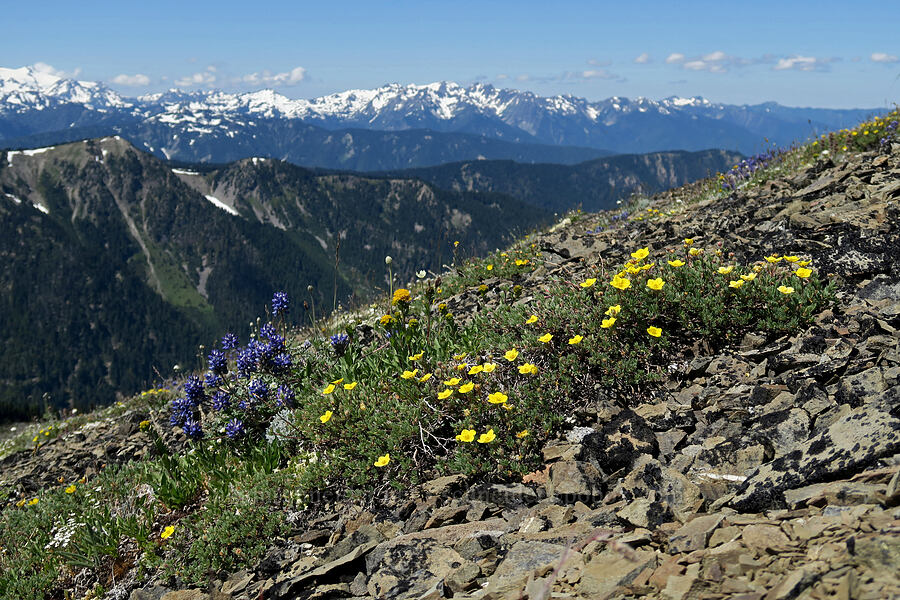 shrubby cinquefoil & dwarf lupines (Dasiphora fruticosa (Potentilla fruticosa), Lupinus lepidus var. lobbii) [Peak 6536, Olympic National Park, Clallam County, Washington]