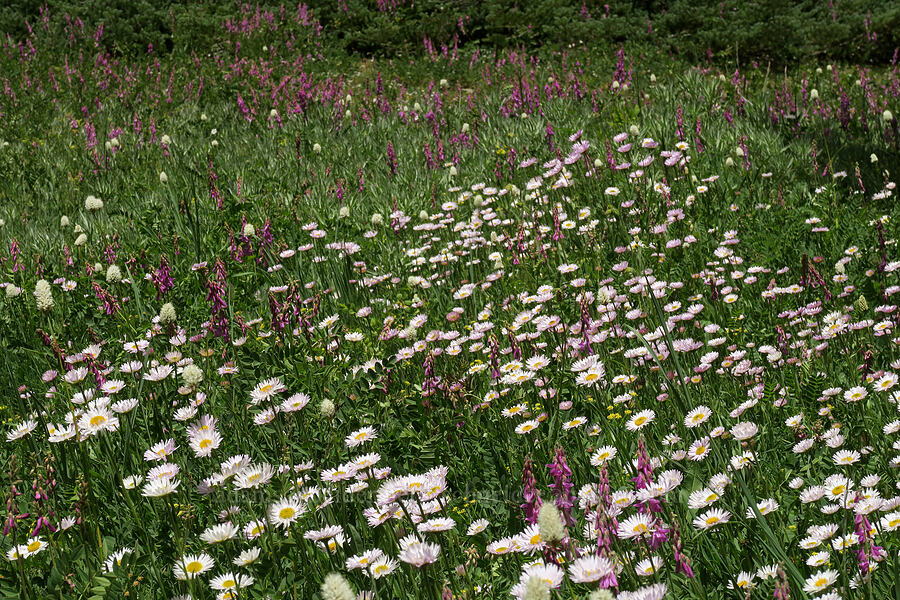fleabane & sweet-vetch (Erigeron glacialis var. glacialis, Hedysarum occidentale) [Grand Pass Trail, Olympic National Park, Clallam County, Washington]