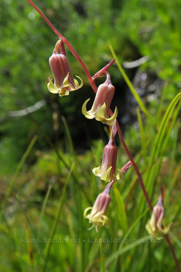 bronze bells (western feather-bells) (Anticlea occidentalis (Stenanthium occidentale)) [Grand Pass Trail, Olympic National Park, Clallam County, Washington]
