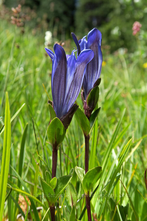 explorer's gentian (Gentiana calycosa) [Grand Pass Trail, Olympic National Park, Clallam County, Washington]
