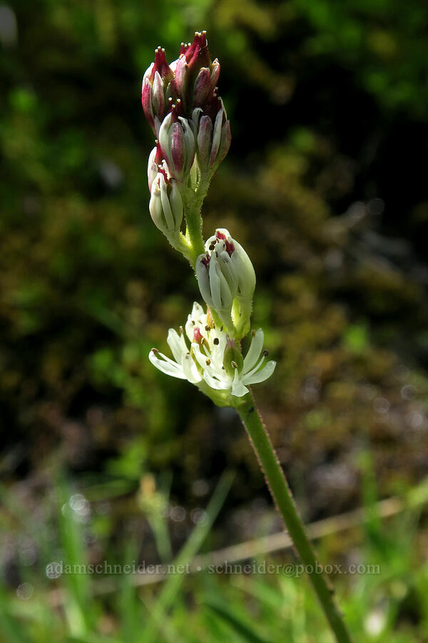 western false asphodel (Triantha occidentalis ssp. brevistyla (Tofieldia glutinosa var. brevistyla)) [Grand Pass Trail, Olympic National Park, Clallam County, Washington]