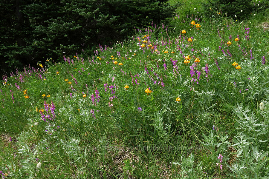 tiger lilies & sweet-vetch (Lilium columbianum, Hedysarum occidentale) [Grand Pass Trail, Olympic National Park, Clallam County, Washington]