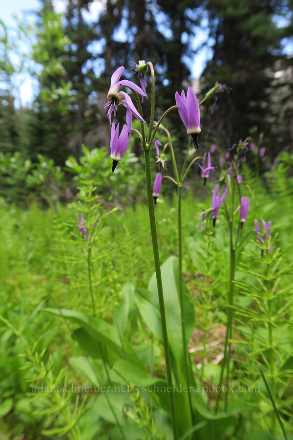 tall mountain shooting stars (Dodecatheon jeffreyi (Primula jeffreyi)) [Grand Pass Trail, Olympic National Park, Clallam County, Washington]