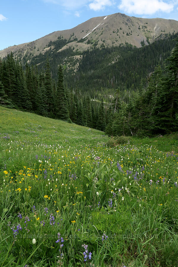 wildflowers above Grand Lake (Arnica sp., Bistorta bistortoides (Polygonum bistortoides), Lupinus latifolius, Veratrum viride var. eschscholtzianum (Veratrum eschscholtzii), Cirsium edule) [Grand Pass Trail, Olympic National Park, Clallam County, Washington]