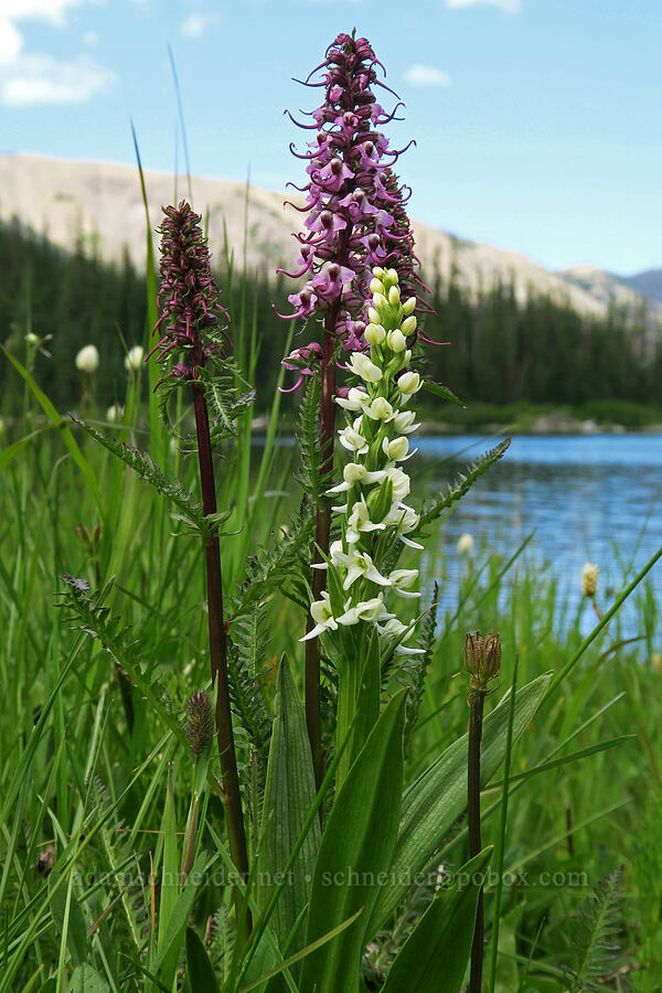 white bog orchid & elephant's-head lousewort (Platanthera dilatata var. dilatata, Pedicularis groenlandica) [Grand Lake, Olympic National Park, Clallam County, Washington]